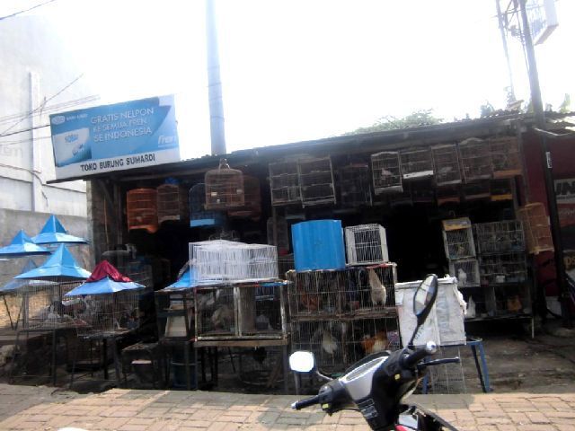Toko Burung Sumardi