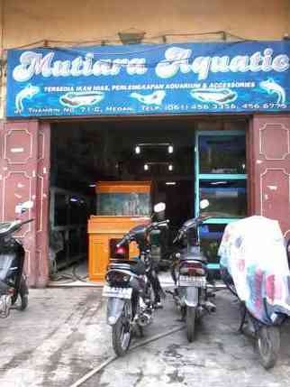 Mutiara Aquatic