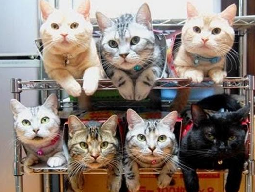 Cute Cats