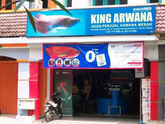 King Arwana
