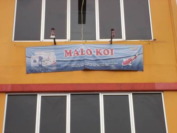Malo Koi