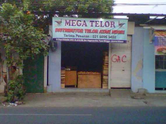 326.MEGA TELUR