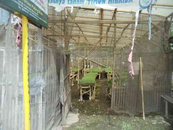 Wijaya Tani