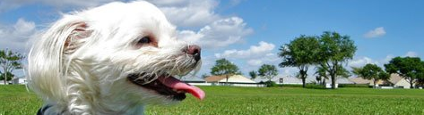 White Dog at Gajah Mada Pet Shop