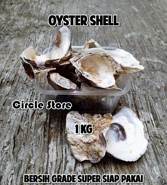 Oyster Shell 1kg Kulit Kerang Bersih Media Filter Air Kolam Aquarium