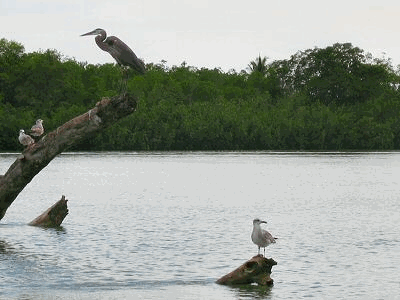 bird_watching