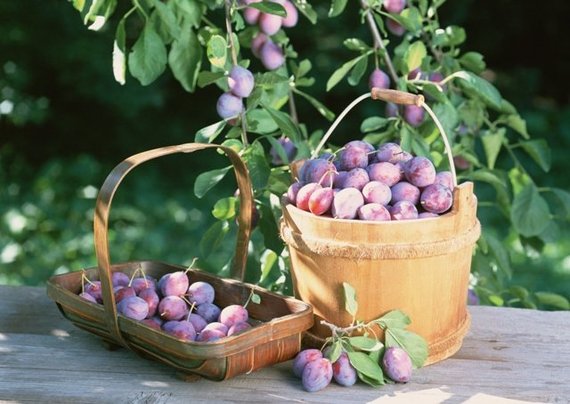 Grape