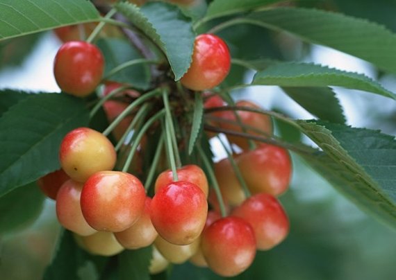 Cherry