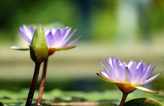 water lily, bud