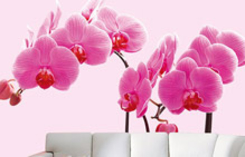 Mural Wallpaper