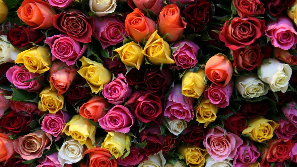 roses flowers bouquet flower beautiful wallpaper floral wallpapers wallwuzz hd wallpaper 19181