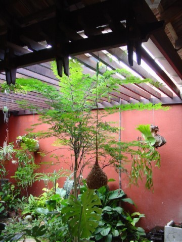 Chengal pergola/trelliss in courtyard