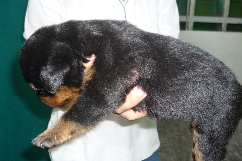 ROTTWEILER