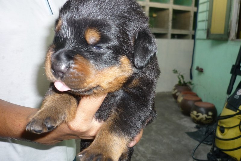 ROTTWEILER PUPPY