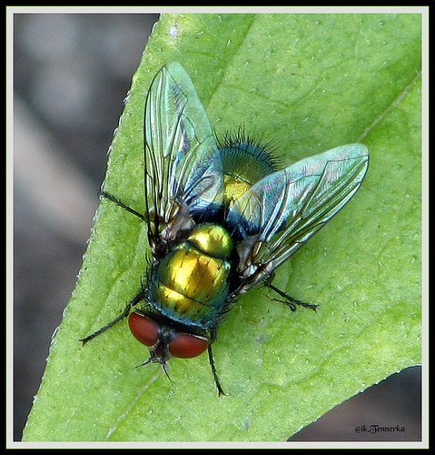 Fly