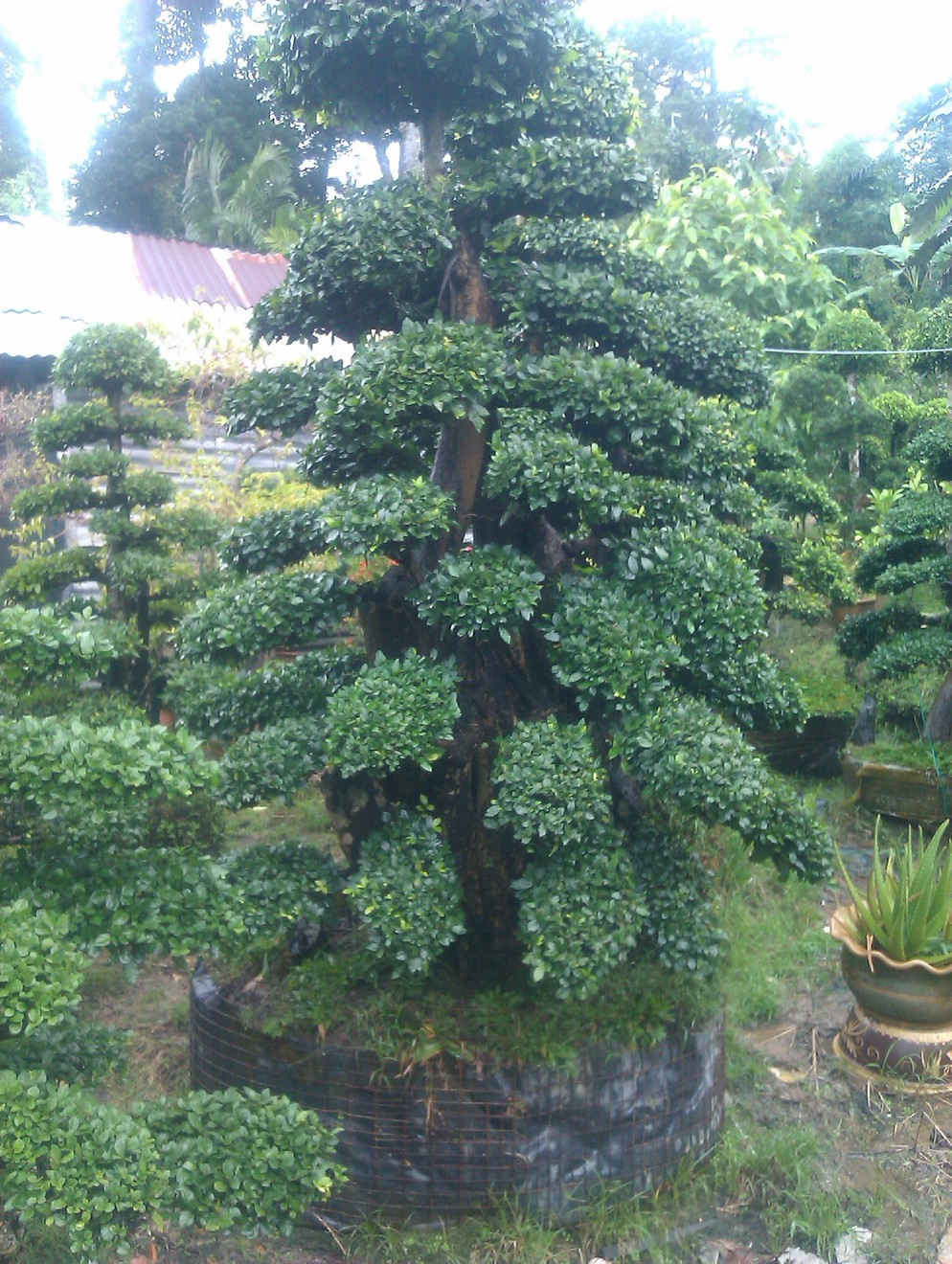 Bonsai 