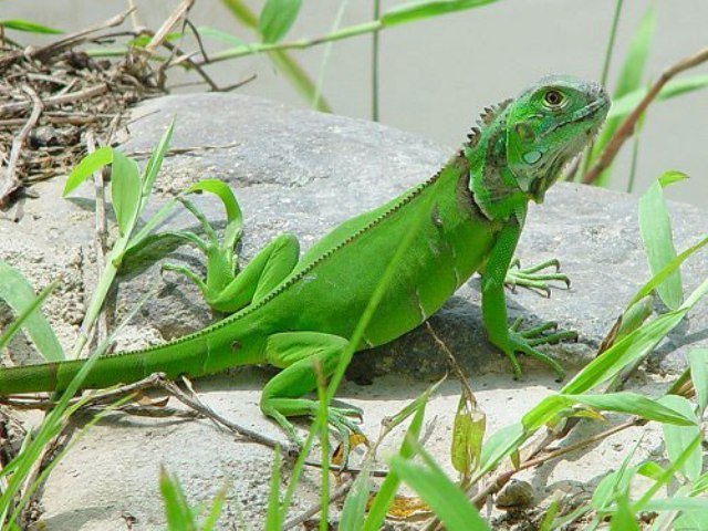 21498883_iguana