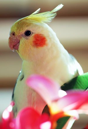 Article_Bird_CockatielsPetCare_Img1