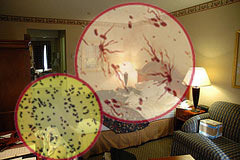 germshotel