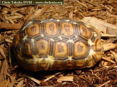 LEOPARD TORTOISE