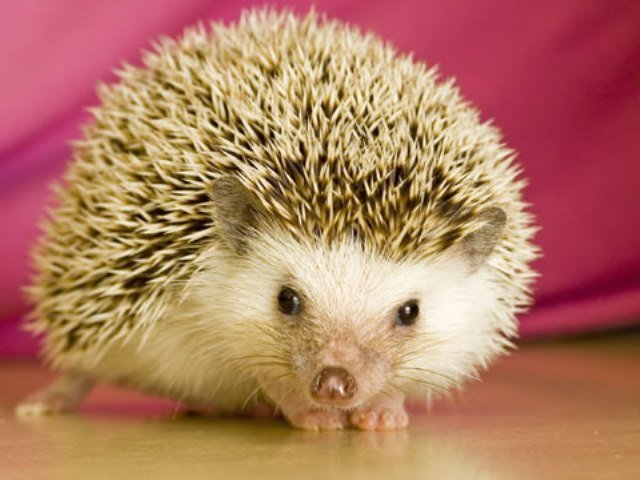 hedgehog