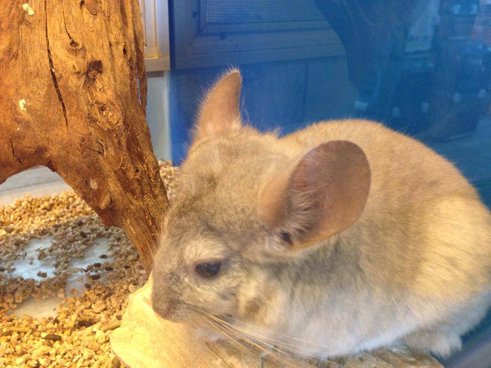 chinchila