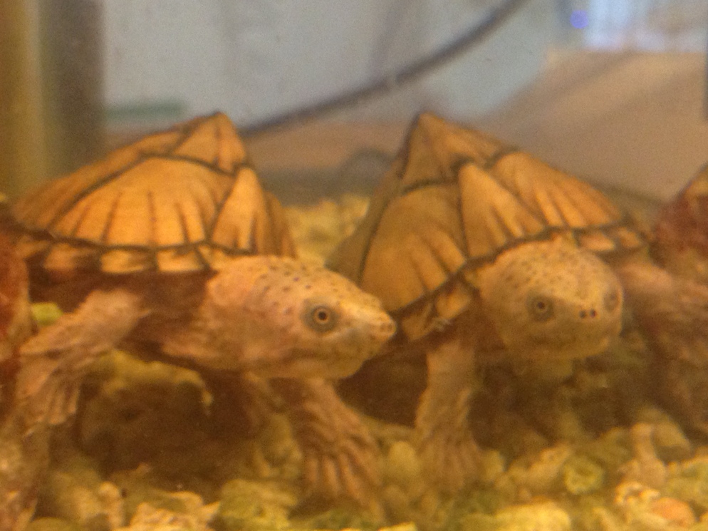 razorback musk turtle