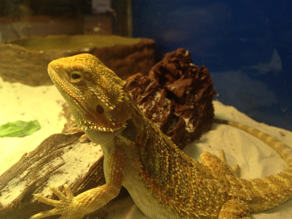 bearded dragon