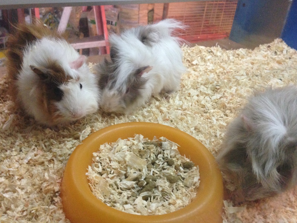 guinea pig