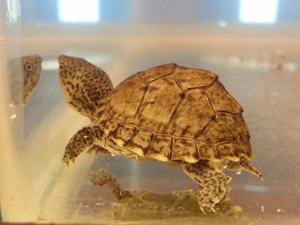 pet1