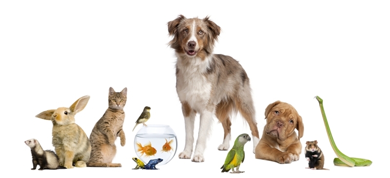pets