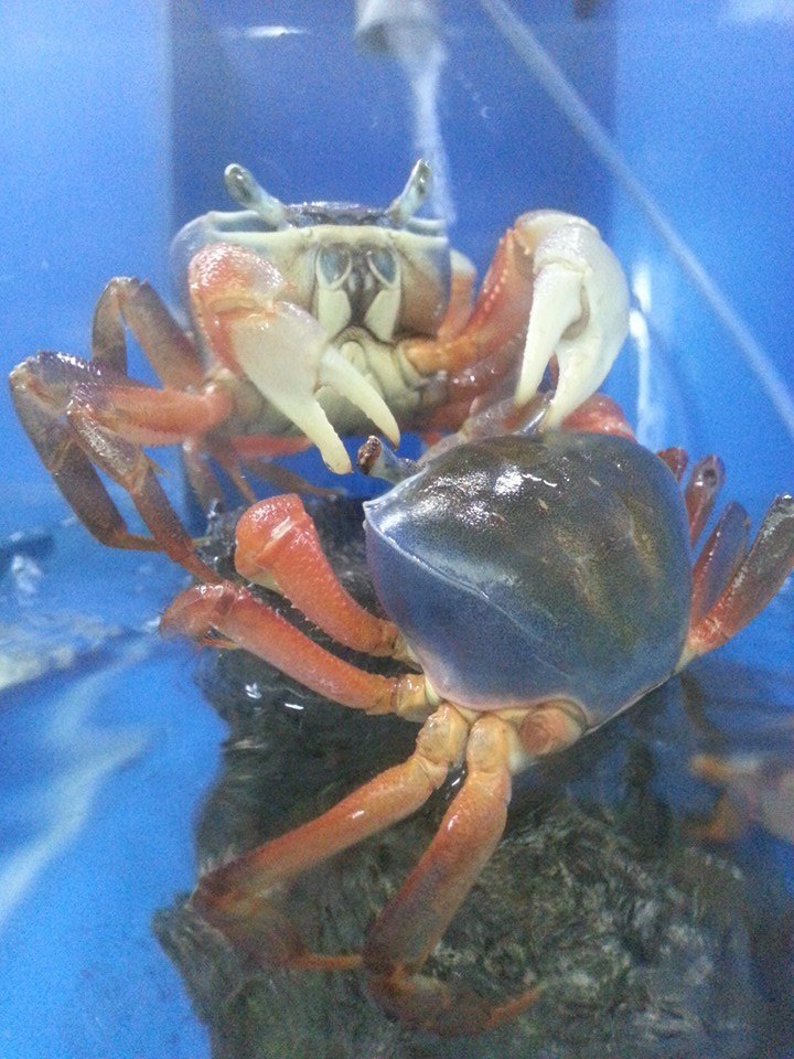 rainbow crab