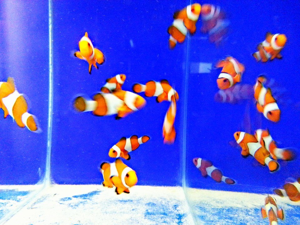 clown fish