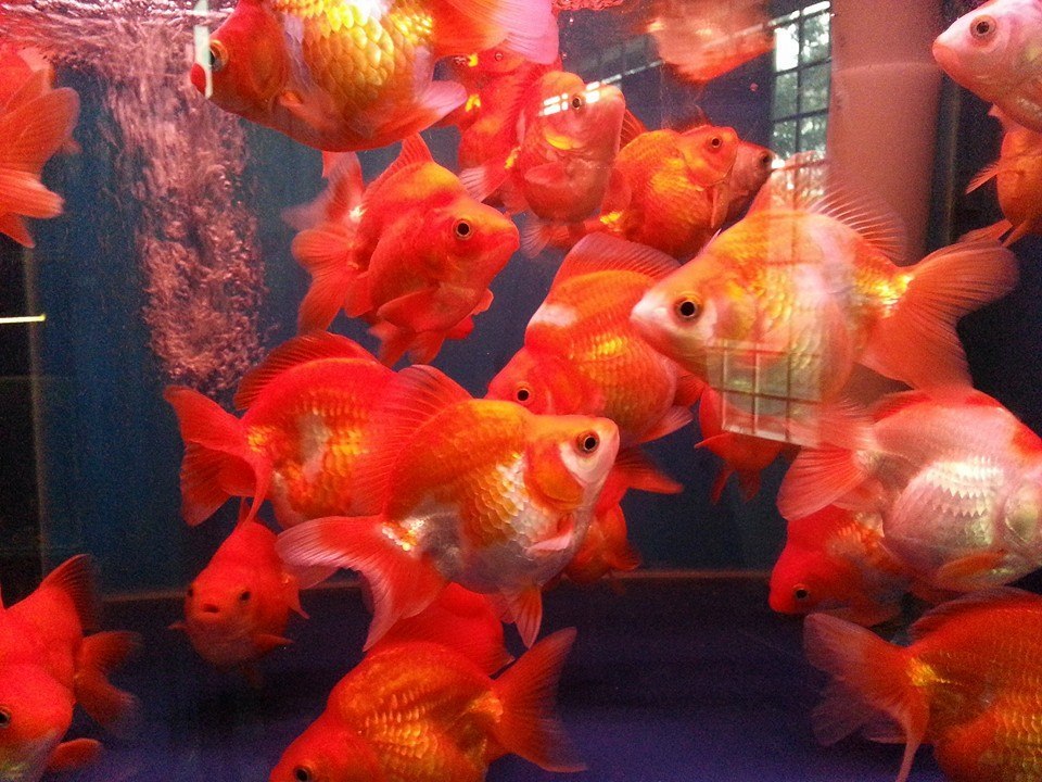 gold fish