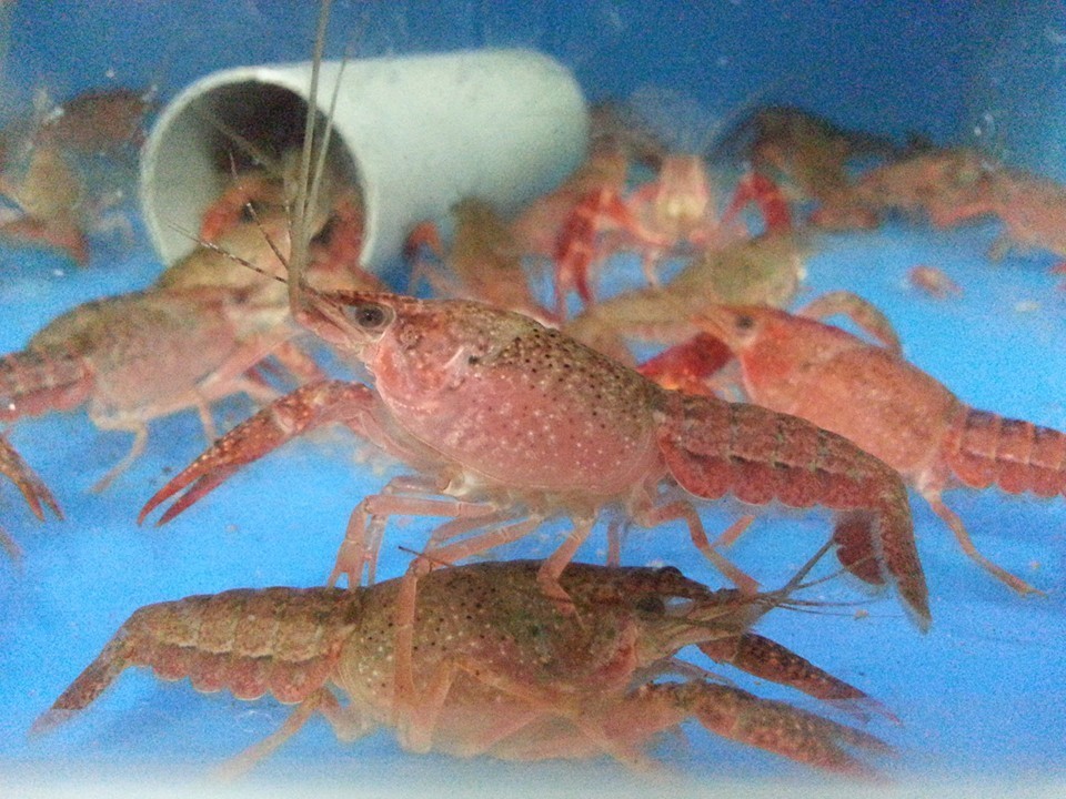 red lobster