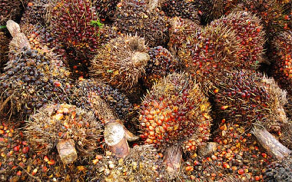 Oil Palm Fibre1