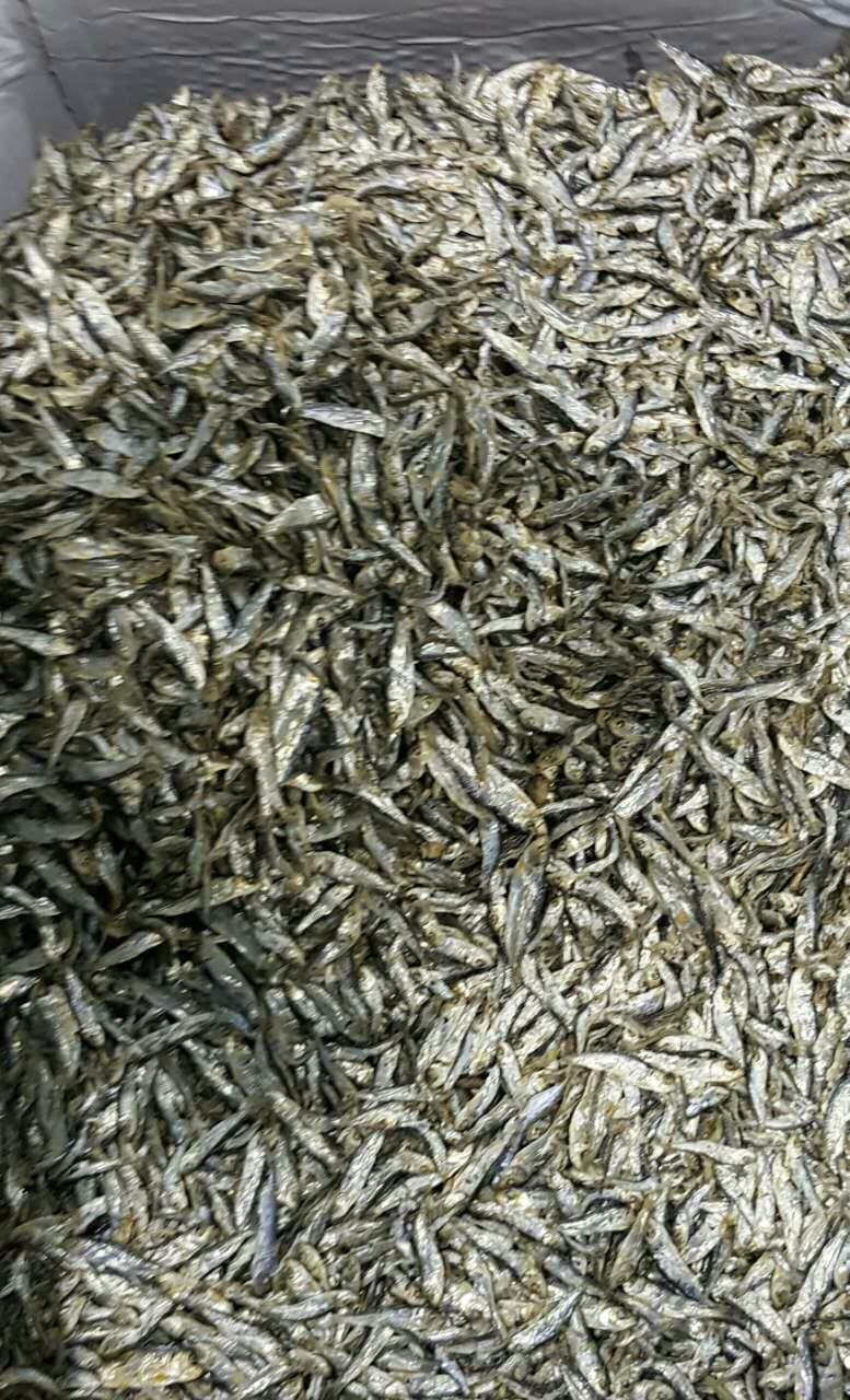 Anchovy