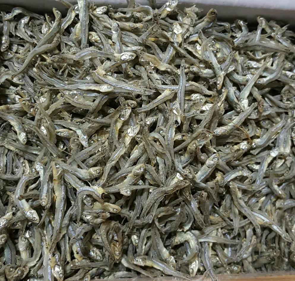 Anchovy