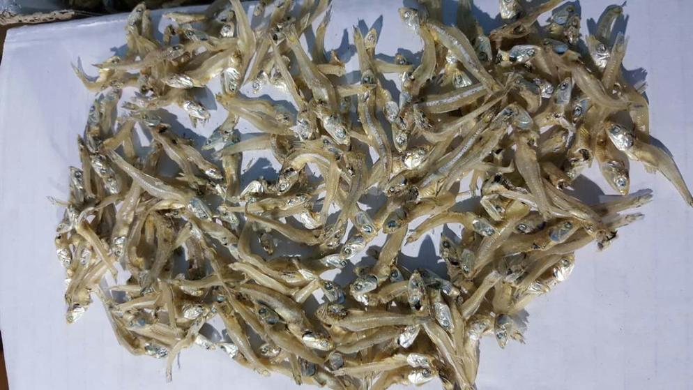 Anchovy