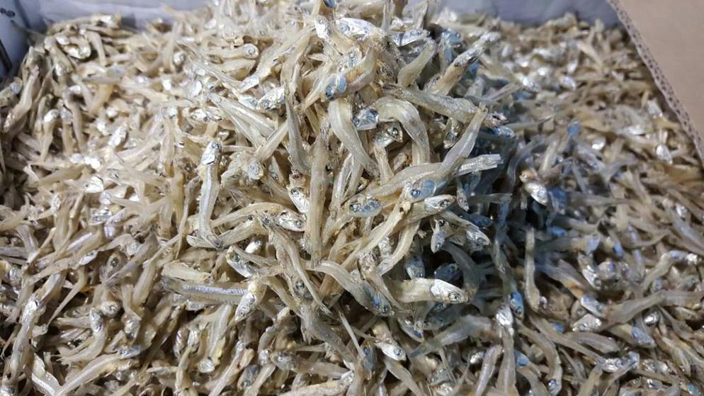 Anchovy