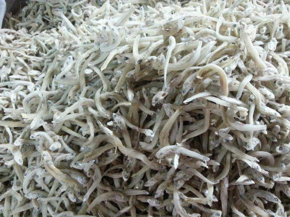 Anchovy
