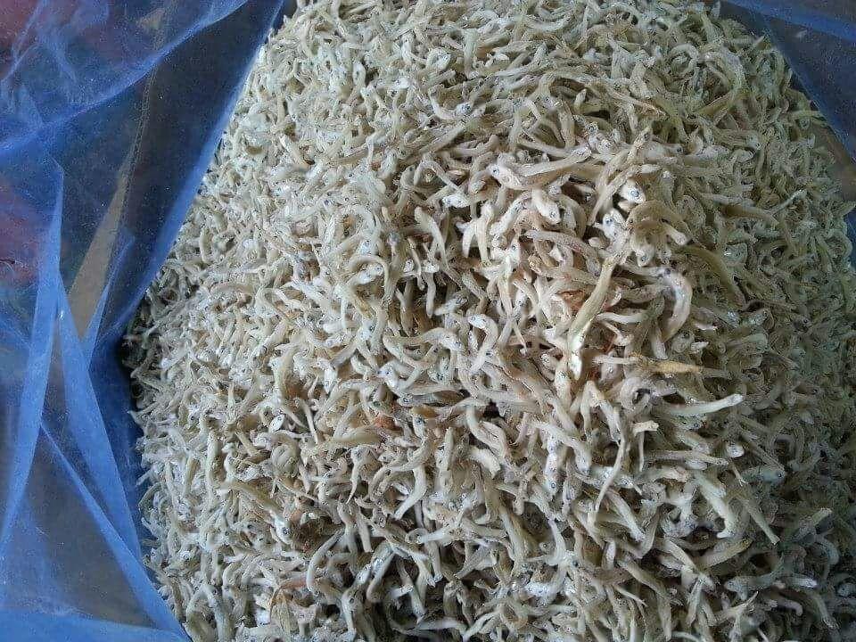 Anchovy