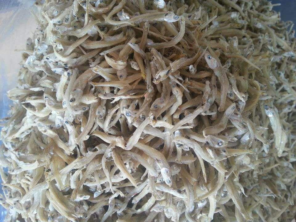 Anchovy