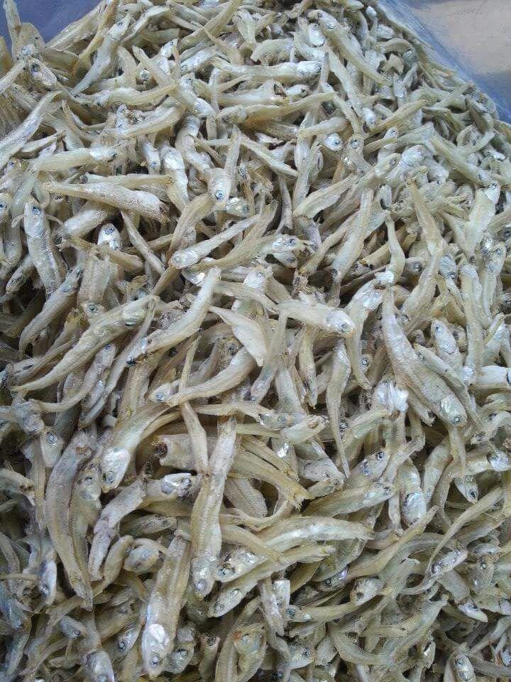Anchovy