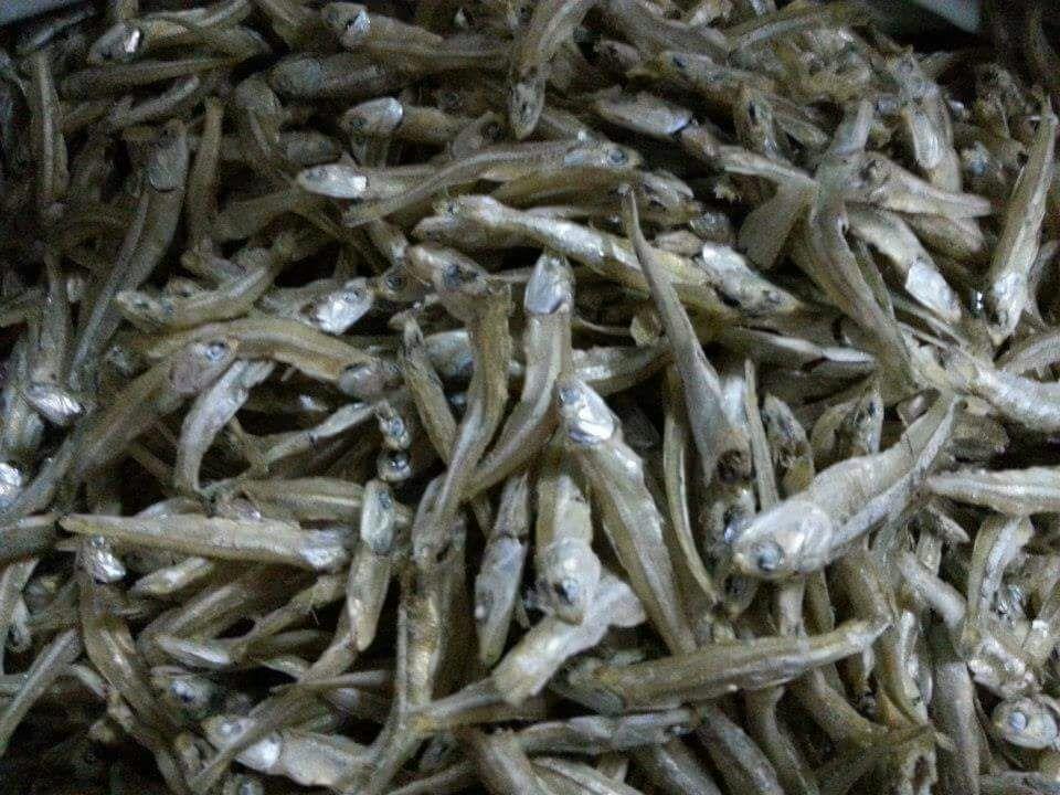 Anchovy