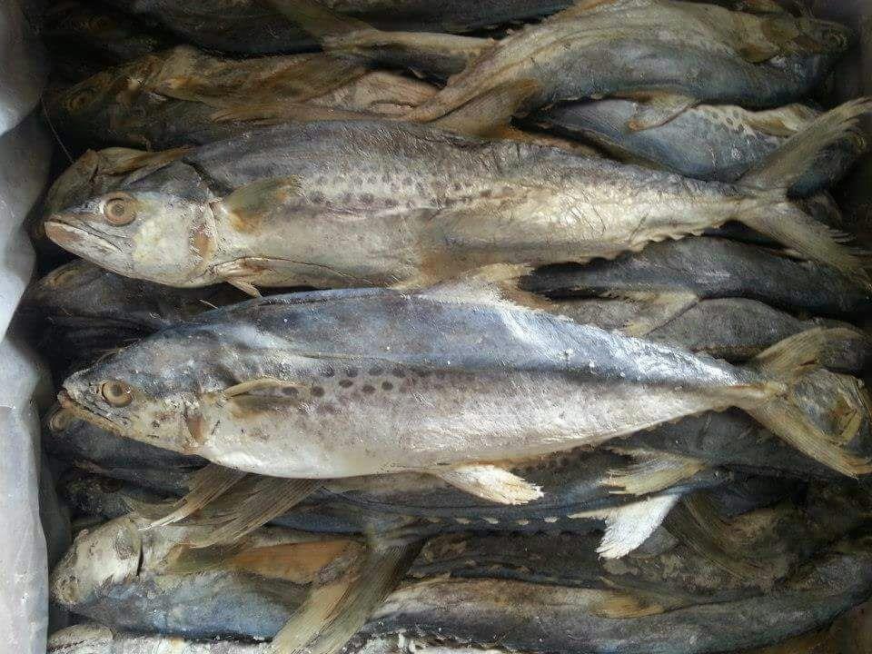 Dried Fish