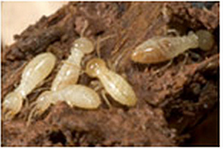 White Ants