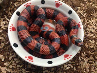 tangerine hoduran milk snake