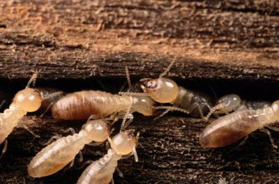 Pest Control