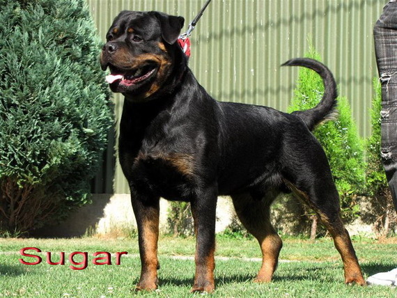Sugar 8w